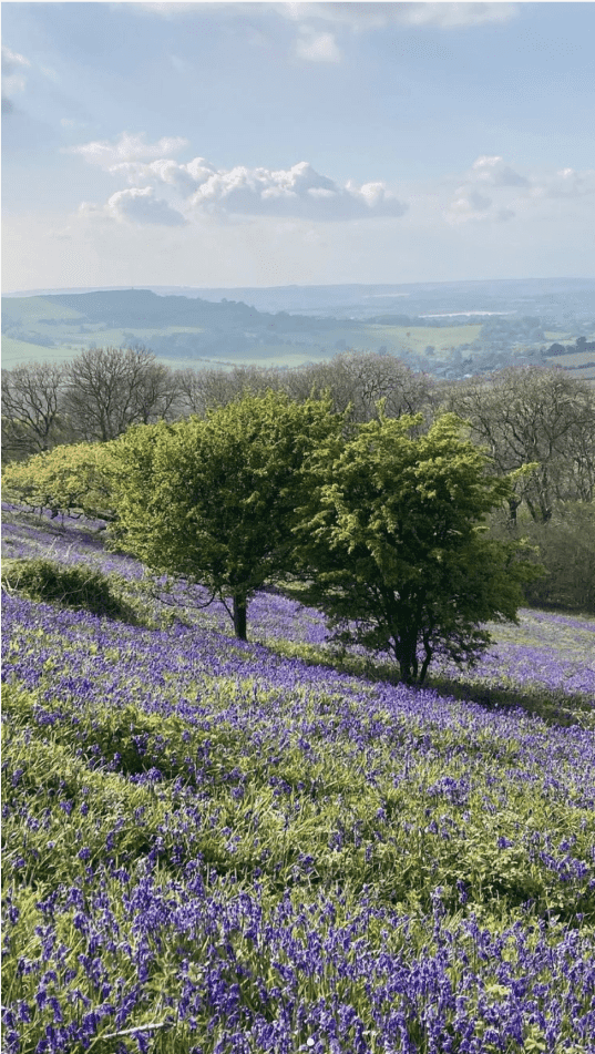 Field of purple flowers