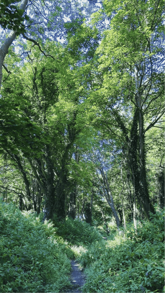 Forest with trees 